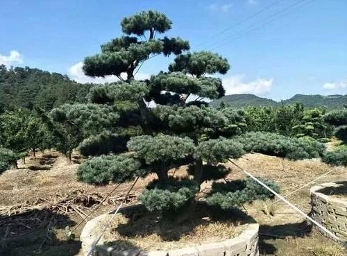 五针松盆景怎么养