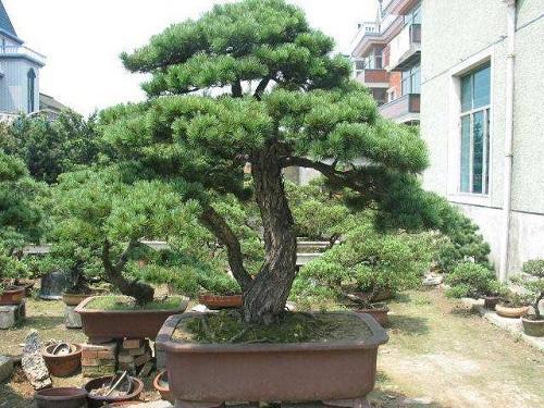 五针松盆景怎么养