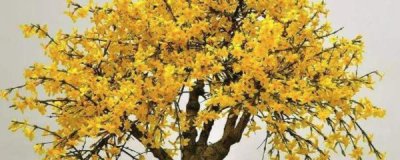 迎春盆景如何养护 迎春花盆景制作步骤及养护