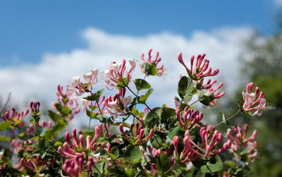 金银木盆景如何培植 金银花盆景养殖技巧