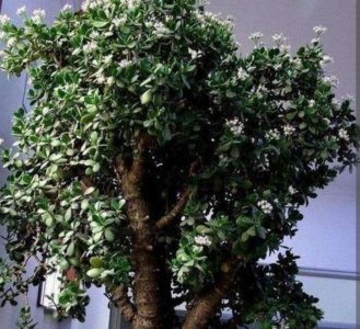 玉树盆景怎么养殖 详解玉树养植小技巧