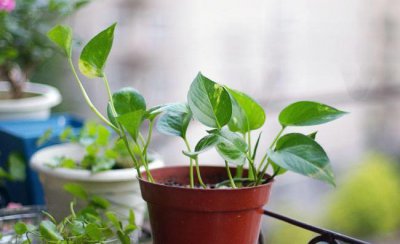 室内适合养什么植物 室内植物盆景六大排名