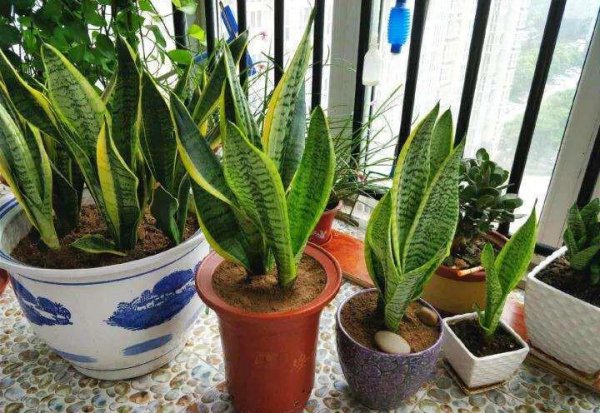 室内适合养什么植物