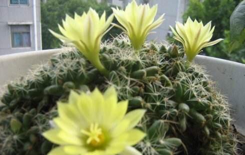 室内适合养什么植物