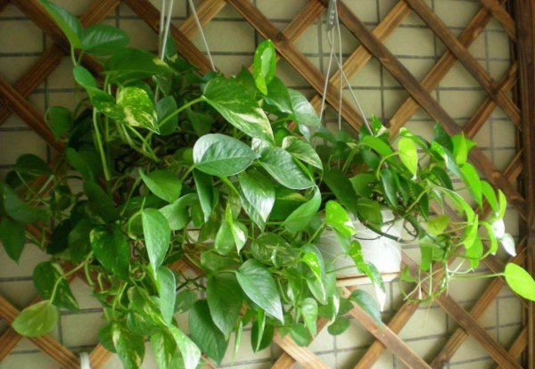 室内适合养什么植物