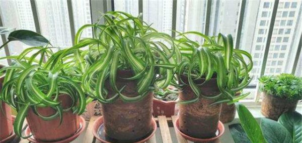 室内适合养什么植物