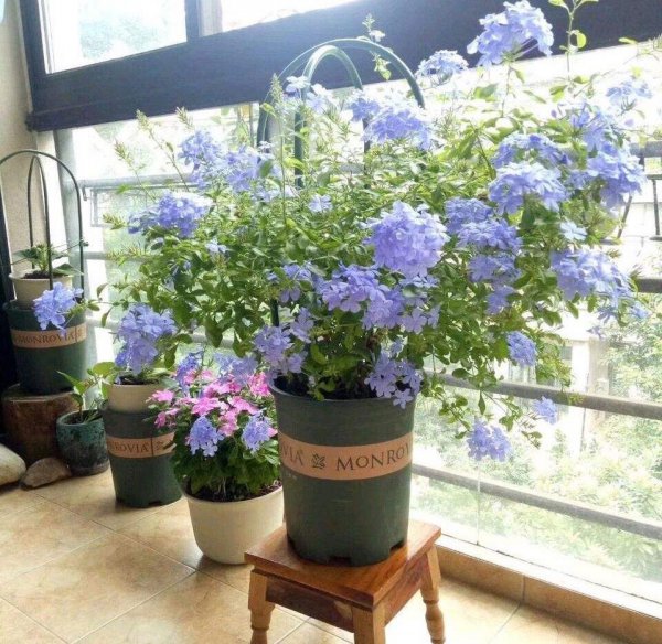 四季开花的盆景有哪些