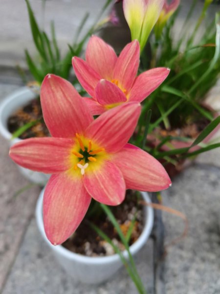 四季开花的盆景有哪些