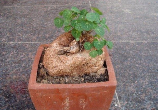 金不换盆景怎样养殖