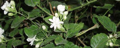 茉莉花用什么土养好 茉莉花盆栽对土壤的要求