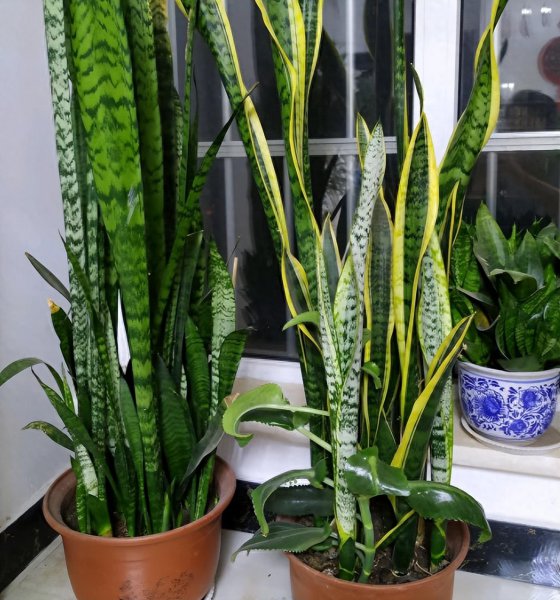 天堂鸟绿植放客厅好吗