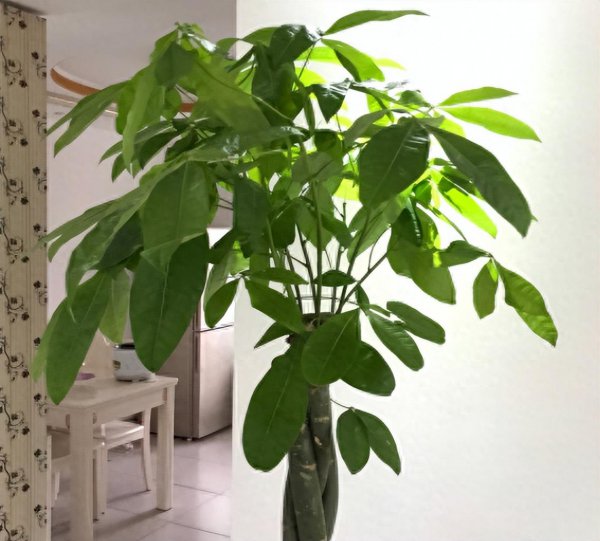 天堂鸟绿植放客厅好吗