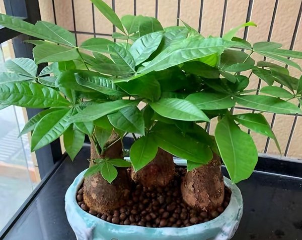 天堂鸟绿植放客厅好吗