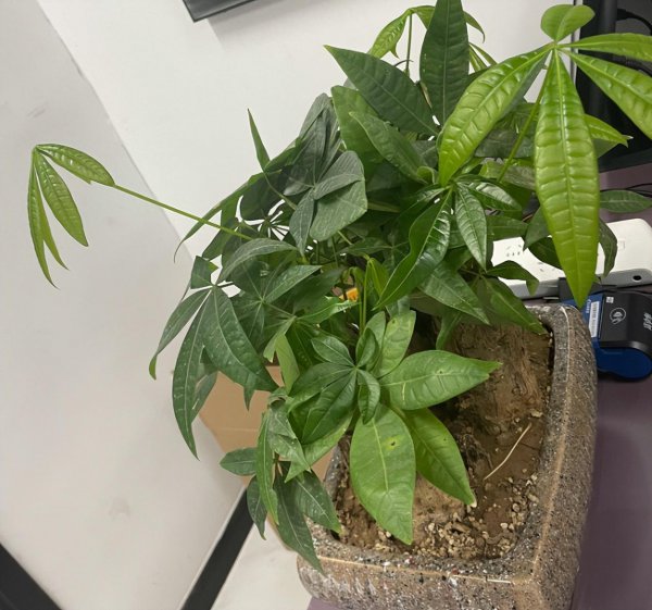 天堂鸟绿植放客厅好吗