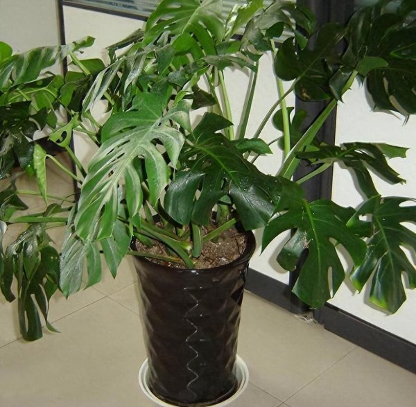 天堂鸟绿植放客厅好吗
