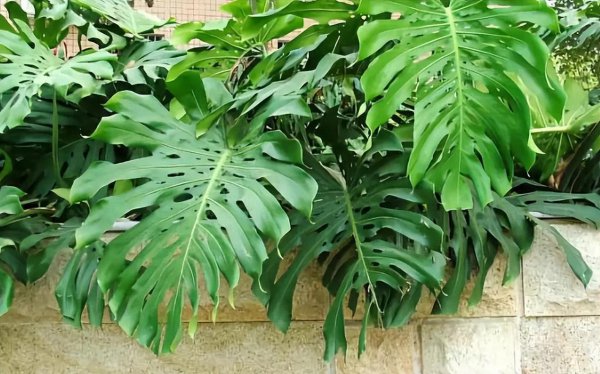 天堂鸟绿植放客厅好吗