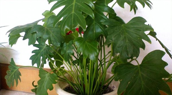 天堂鸟绿植放客厅好吗