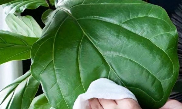 天堂鸟绿植放客厅好吗