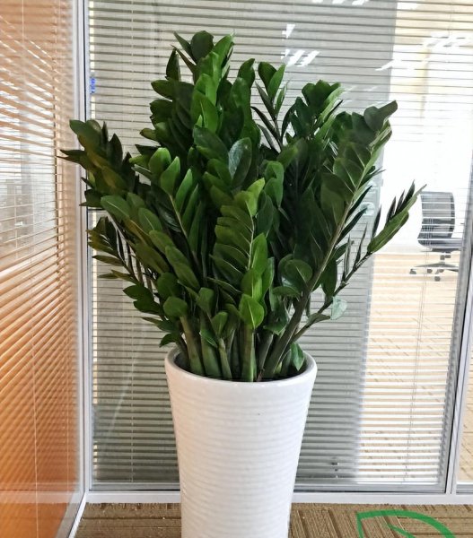 天堂鸟绿植放客厅好吗
