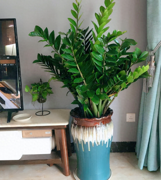 天堂鸟绿植放客厅好吗