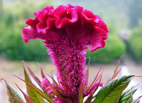 天堂鸟绿植放客厅好吗