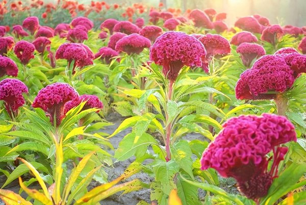 天堂鸟绿植放客厅好吗
