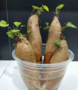 红薯发芽了怎么种盆栽 红薯盆栽的养殖方法和技术