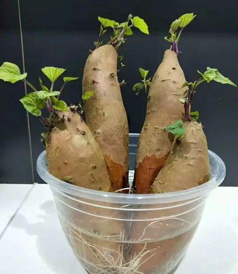 红薯发芽了怎么种盆栽
