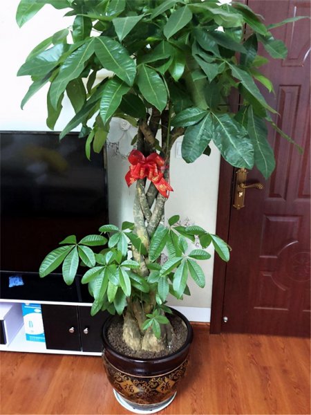 八方来财树怎么养才茂盛