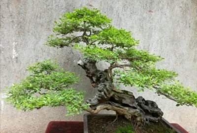 黄荆树盆景怎么养护 黄荆盆景的养殖方法讲解