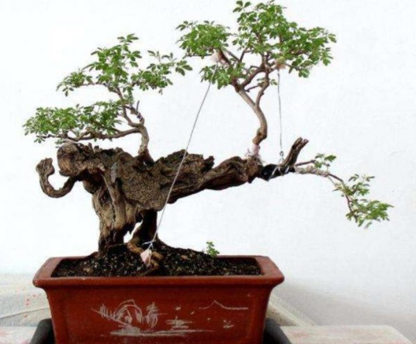 黄荆树盆景怎么养护