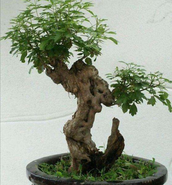 黄荆树盆景怎么养护