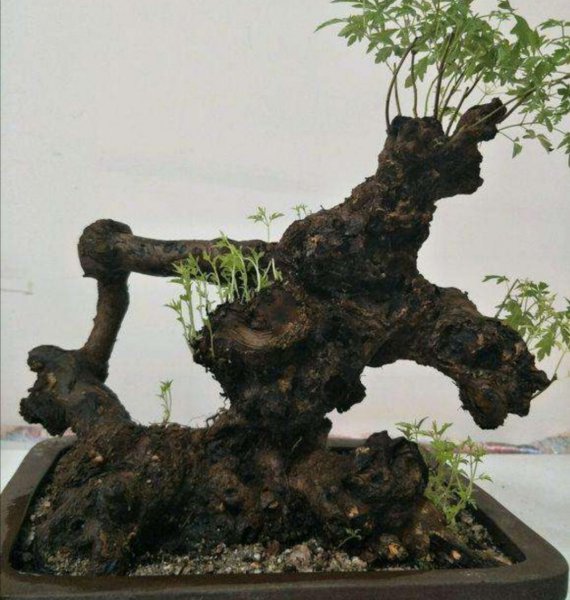 黄荆树盆景怎么养护