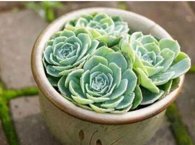 石莲花属多肉植物怎么养 详解石莲花养护技巧