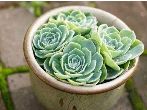 石莲花属多肉植物怎么养