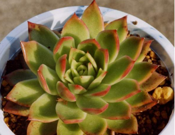 石莲花属多肉植物怎么养