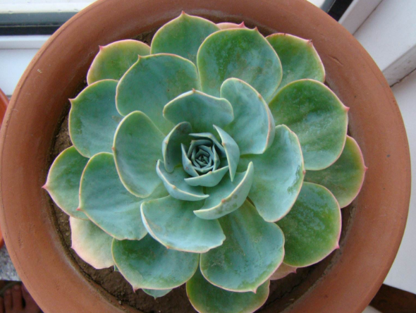 石莲花属多肉植物怎么养