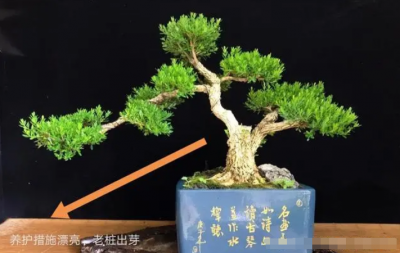 黄杨老桩盆景如何让它发芽 冬天黄杨移栽的方法