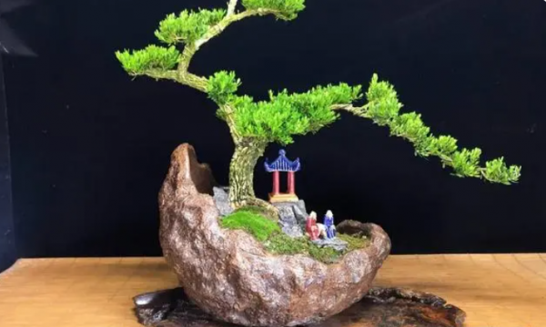 黄杨老桩盆景如何让它发芽