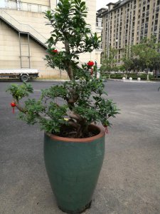 榕树的养殖方法和注意事项 盆栽榕树的五大管理技巧