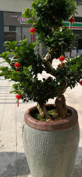 榕树的养殖方法和注意事项