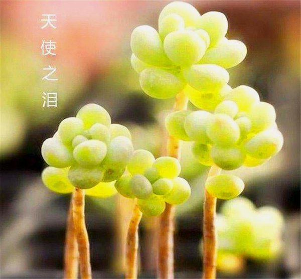 天使之泪多肉怎么上盆好看