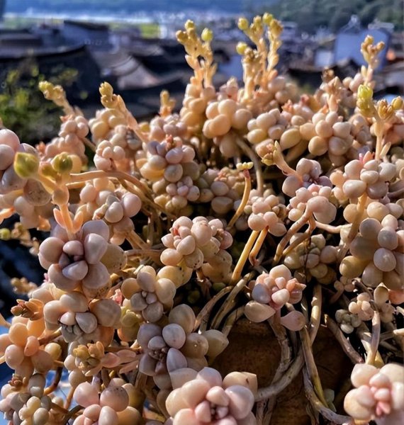 室内养的多肉植物有哪些