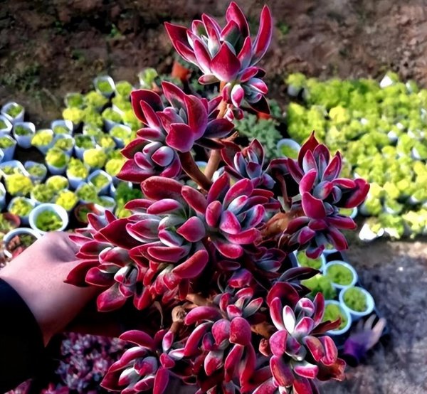 室内养的多肉植物有哪些