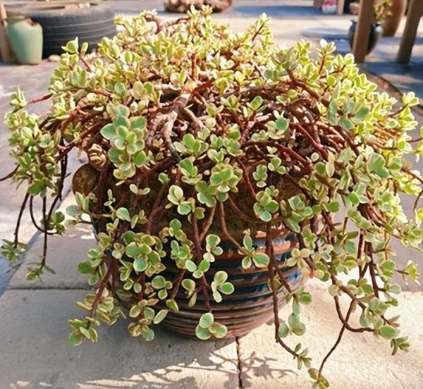 室内养的多肉植物有哪些
