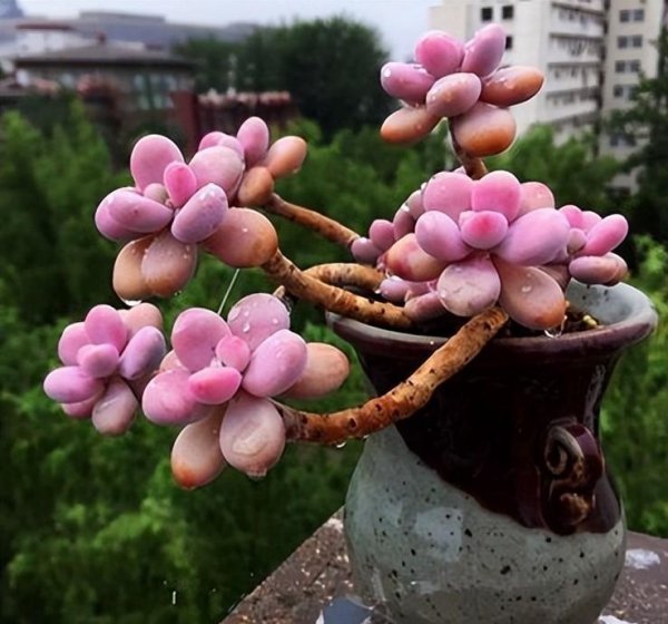 室内养的多肉植物有哪些