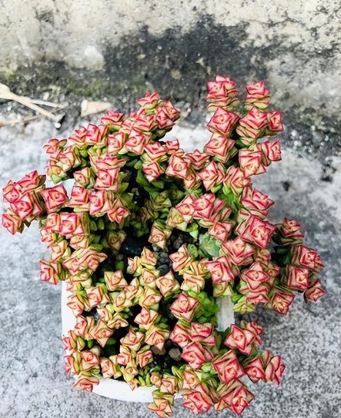 室内养的多肉植物有哪些
