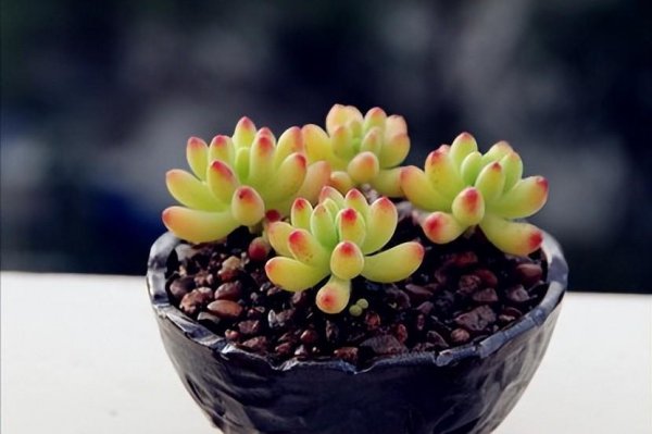 室内养的多肉植物有哪些