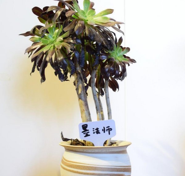 法师多肉喜阴还是喜阳
