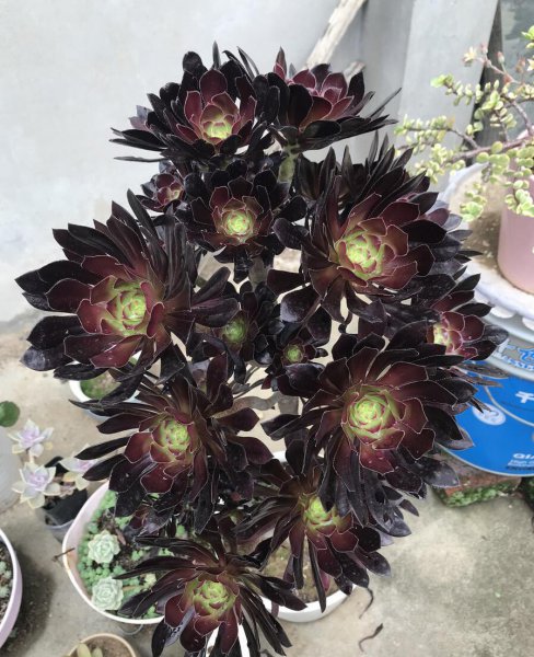 法师多肉喜阴还是喜阳
